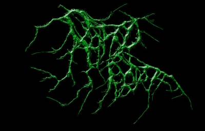 logo Rotted Rebirth logo Rotted Rebirth